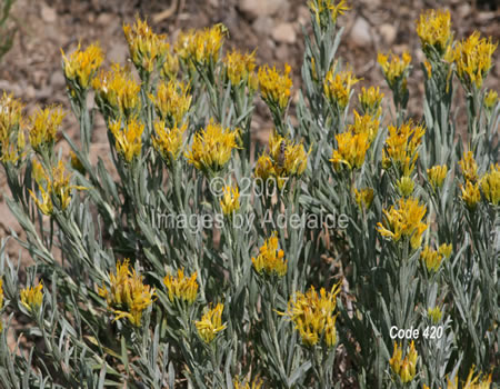 Rabbit Rubberbush